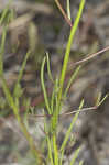 Apalachicola toadflax